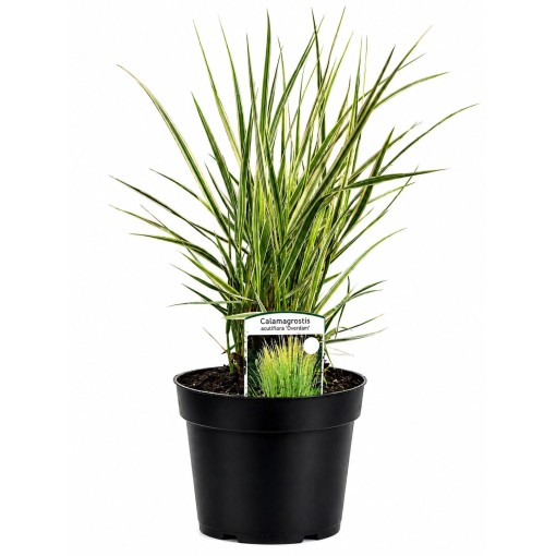 Calamagrostis × acutiflora ‘Overdam’ – Feather Reed Grass (C4)