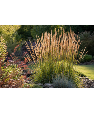 Calamagrostis × acutiflora ‘Overdam’ – Feather Reed Grass (C4)