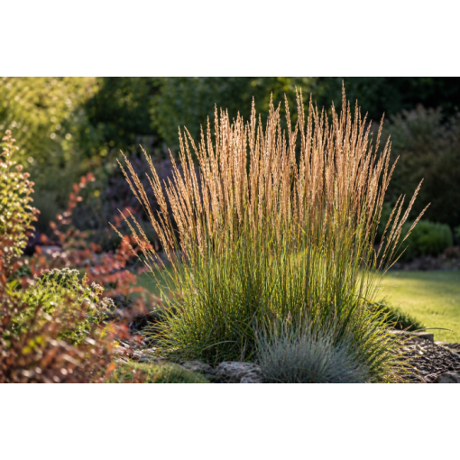 Calamagrostis × acutiflora ‘Overdam’ – Feather Reed Grass (C4)