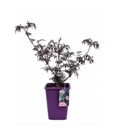 Black Elder ‘Black Lace’ PBR C6