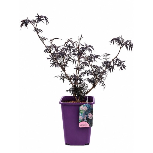 Black Elder ‘Black Lace’ PBR C6