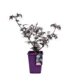 Black Elder ‘Black Lace’ PBR C6