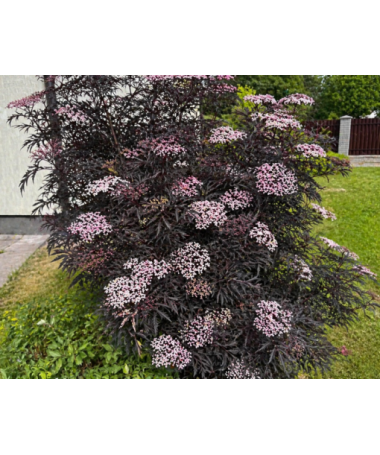 Black Elder ‘Black Lace’ PBR C6