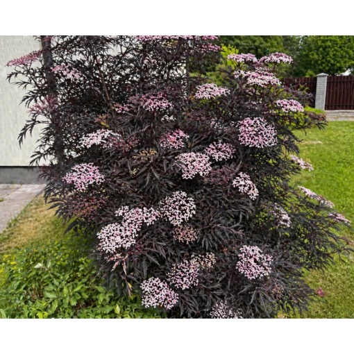 Black Elder ‘Black Lace’ PBR C6