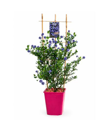 Blue Ceanothus ‘Victoria’ pot 6L