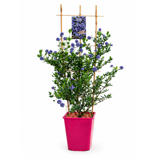 Blue Ceanothus ‘Victoria’ pot 6L