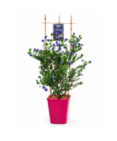 Blue Ceanothus ‘Victoria’ pot 6L