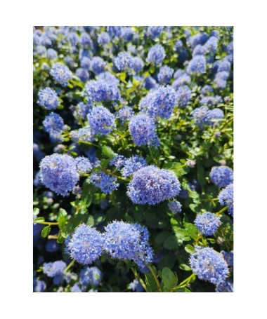 Blue Ceanothus ‘Victoria’ pot 6L