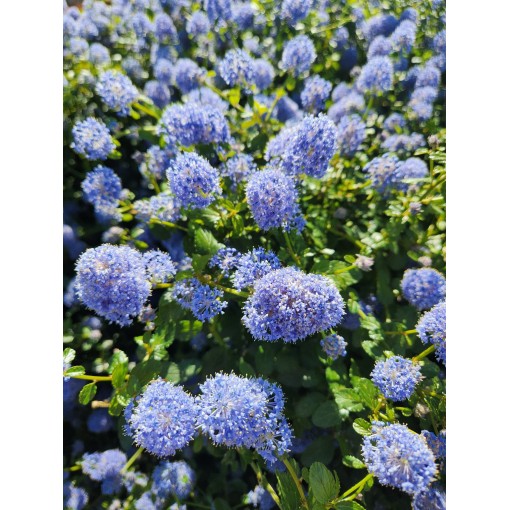 Blue Ceanothus ‘Victoria’ pot 6L