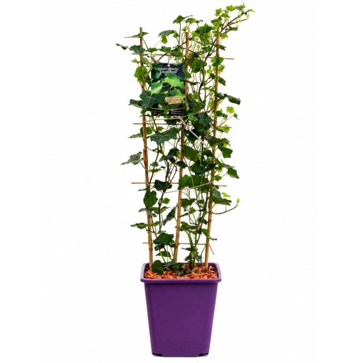 Irish Ivy, 6L