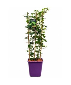 Irish Ivy, 6L