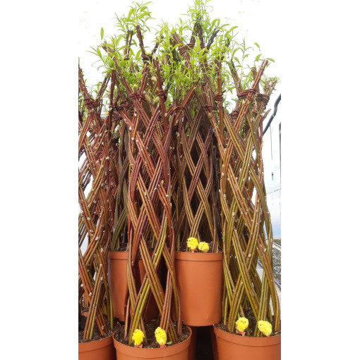 Wicker Variegated Willow (Salix alba x purpurea) in a 4L container
