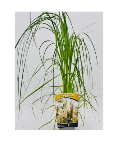 Pampas Grass White Feather P9/C1