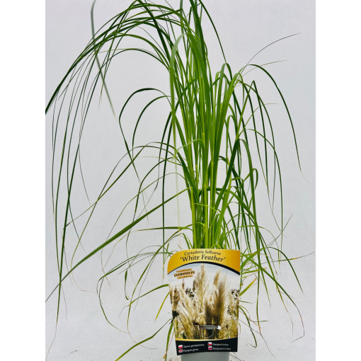 Pampas Grass White Feather P9/C1