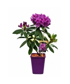 Rhododendron (Azalea) Catawbiense Grandiflorum 6L pot
