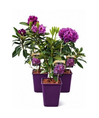 Rhododendron (Azalea) Catawbiense Grandiflorum 6L pot