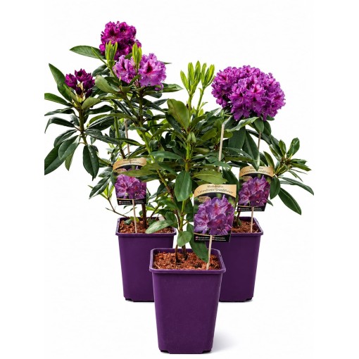 Rhododendron (Azalea) Catawbiense Grandiflorum 6L pot