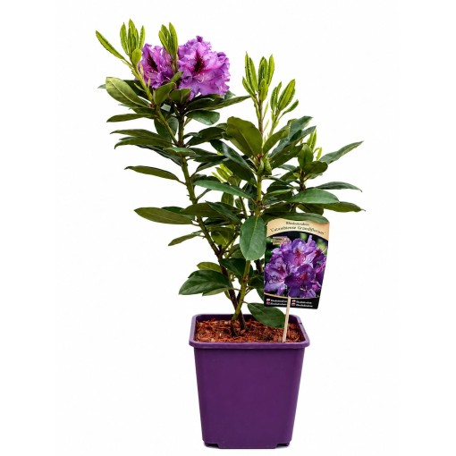 Rhododendron (Azalea) Catawbiense Grandiflorum 6L pot