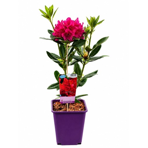 Rhododendron (Azalea) Prinz Karneval 6L pot