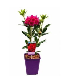 Rhododendron (Azalea) Prinz Karneval 6L pot