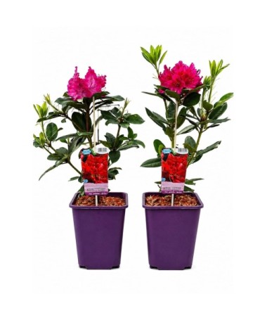 Rhododendron (Azalea) Prinz Karneval 6L pot
