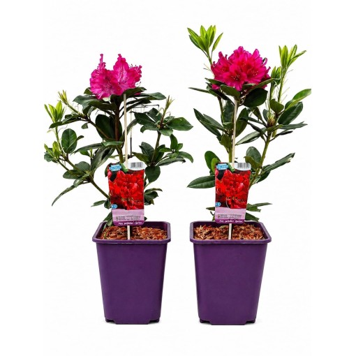 Rhododendron (Azalea) Prinz Karneval 6L pot
