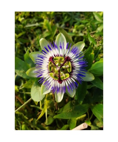 Passionsblume (Passiflora) 'Caerulea' C4