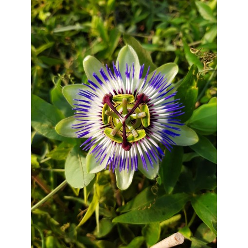 Passionsblume (Passiflora) 'Caerulea' C4