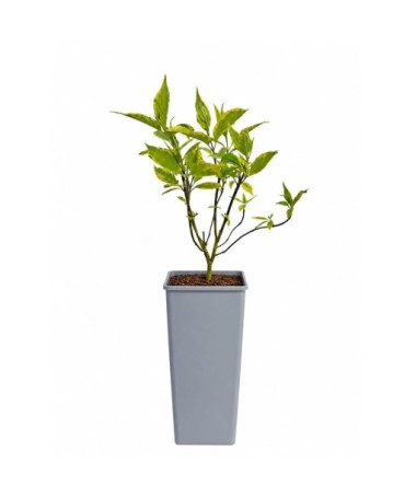 Cornus alba ‘Spaethii’ C2