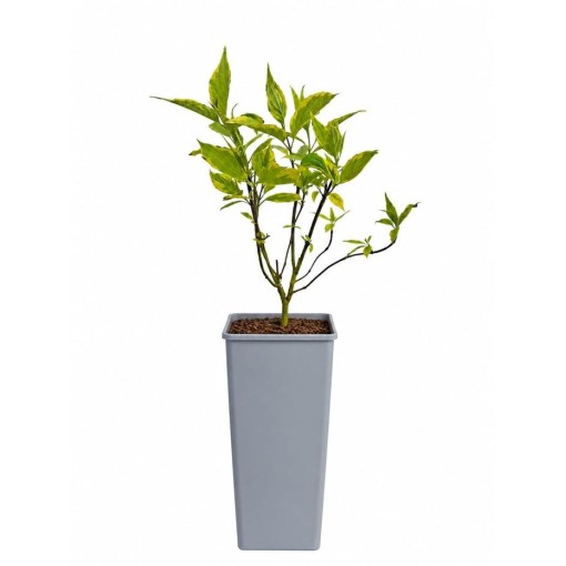 Cornus alba ‘Spaethii’ C2