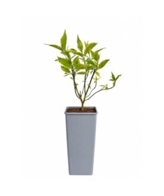 Cornus alba ‘Spaethii’ C2