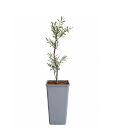 Sea Buckthorn C2