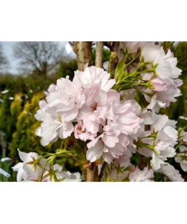 Serrated Cherry ‘Amanogawa’ C4 (grafting on rootstock)