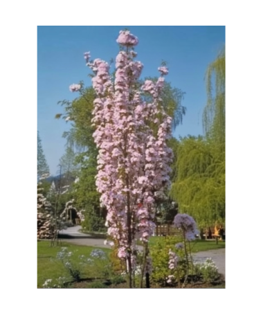 Serrated Cherry ‘Amanogawa’ C4 (grafting on rootstock)