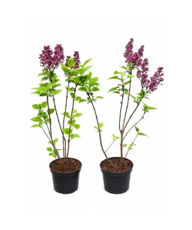 Common Lilac ‘Standard of Lenin’ C2