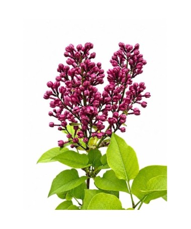 Common Lilac ‘Standard of Lenin’ C2