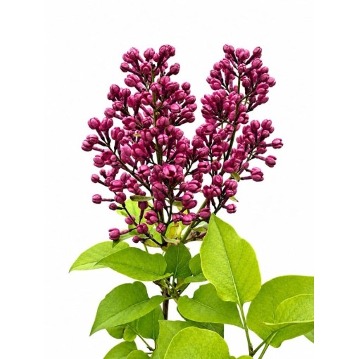 Common Lilac ‘Standard of Lenin’ C2