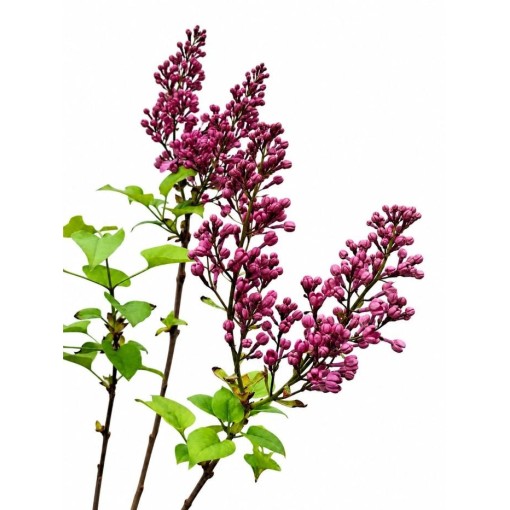 Common Lilac ‘Standard of Lenin’ C2