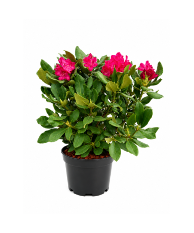 Rhododendron (Azalea)  Nova Zembla pot,C10