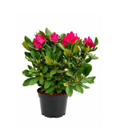 Rhododendron (Azalea)  Nova Zembla pot,C10