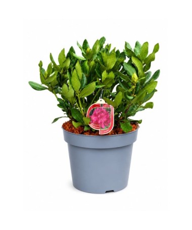 Rhododendron (Azalea)  Nova Zembla pot,C10