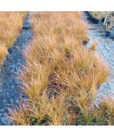 Bulrush Prairie Fire P9/C1