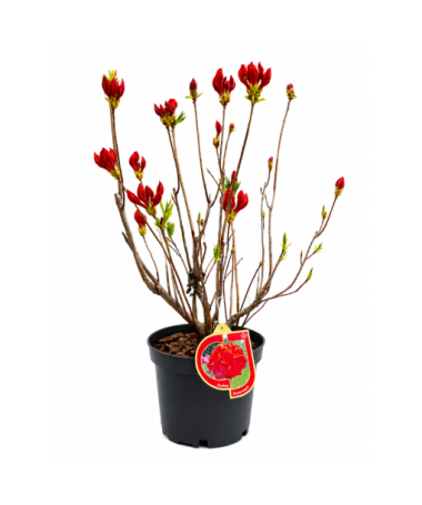 Rhododendron (Azalea) Feuerwerk  pot,C10