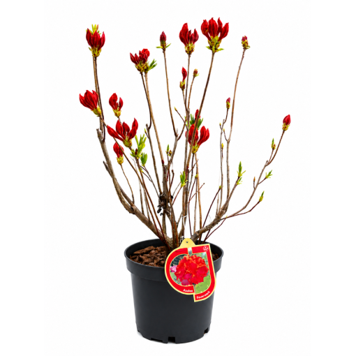 Rhododendron (Azalea) Feuerwerk  pot,C10