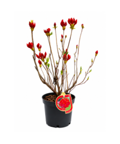 Rhododendron (Azalea) Feuerwerk  pot,C10