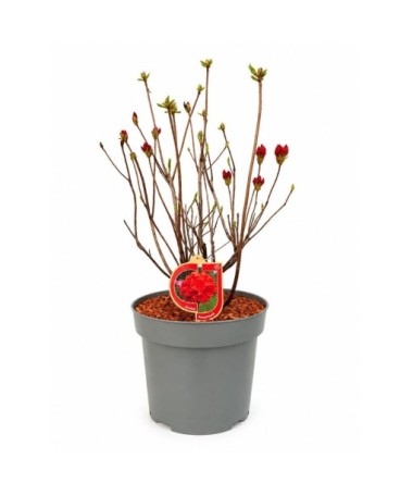 Rhododendron (Azalea) Feuerwerk  pot,C10