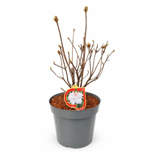 Rhododendron (Azalea) Silver Slipper C10