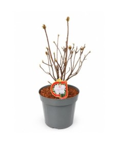 Rhododendron (Azalea) Silver Slipper C10