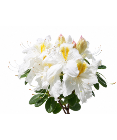 Rhododendron (Azalea) Silver Slipper C10