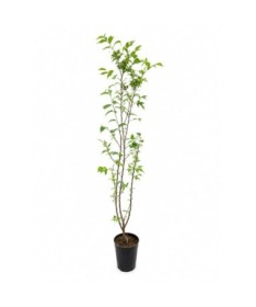 Cherry ‘Brillant’ C4